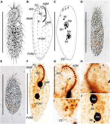 Redescription, Morphogenesis, and Molecular Phylogeny of Pseudosincirra longicirrata nov. comb., With Establishment of a New Genus Pseudosincirra nov. gen. (Ciliophora, Hypotrichia)